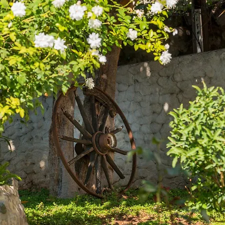 Miljas Ντουμπρόβνικ